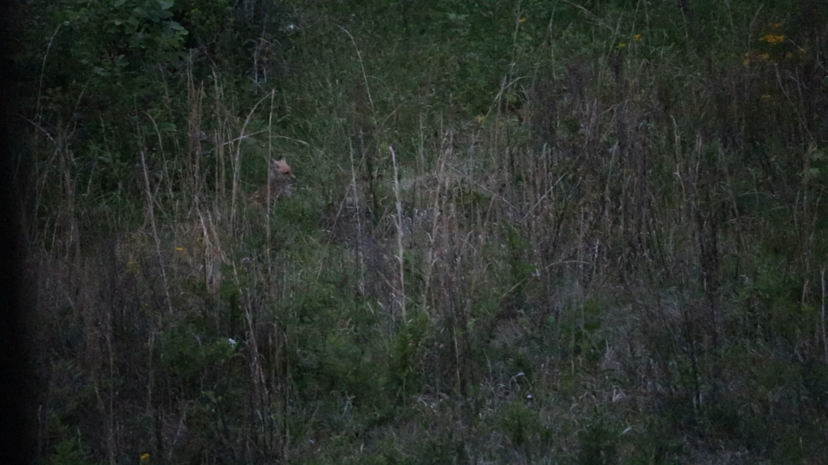 Baby foxes enjoying the native wildflower meadow