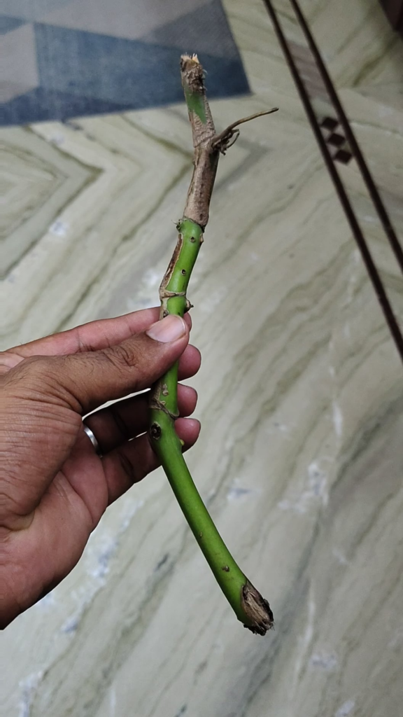Prop'able monstera stem?