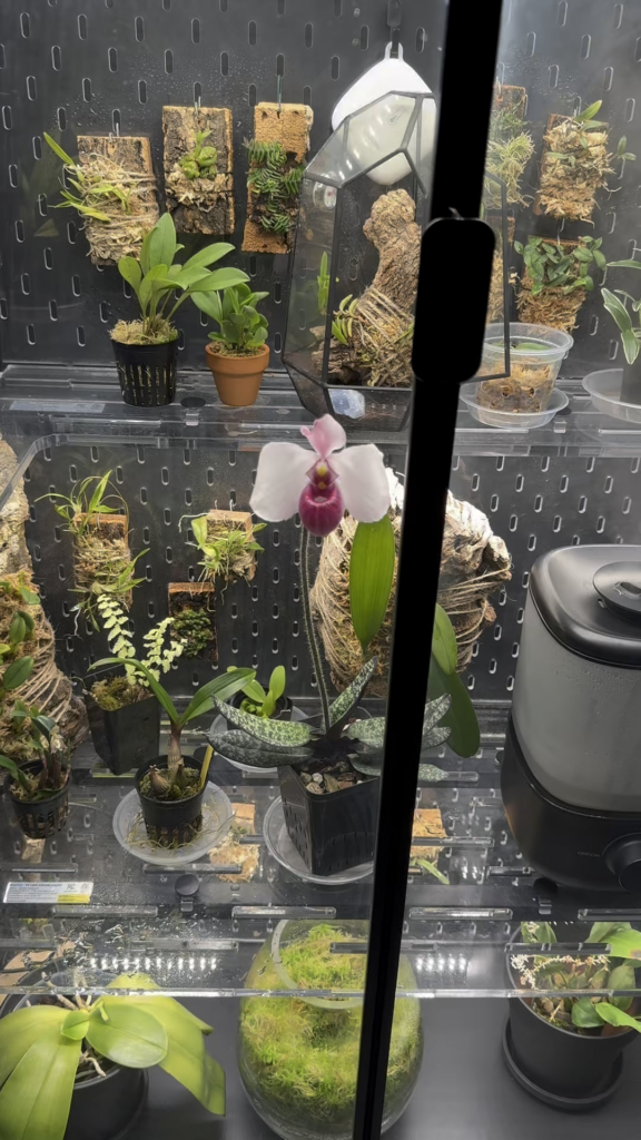 Scented Perfection 🌹 — My 1st Slipper Orchid Bloom! 😍
