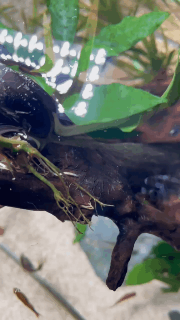 What is this mold/fungus affecting the driftwood?
