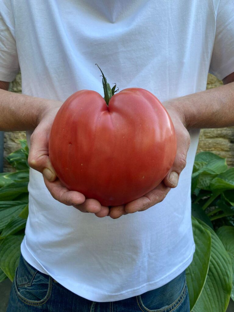 Tomato Vesuvius