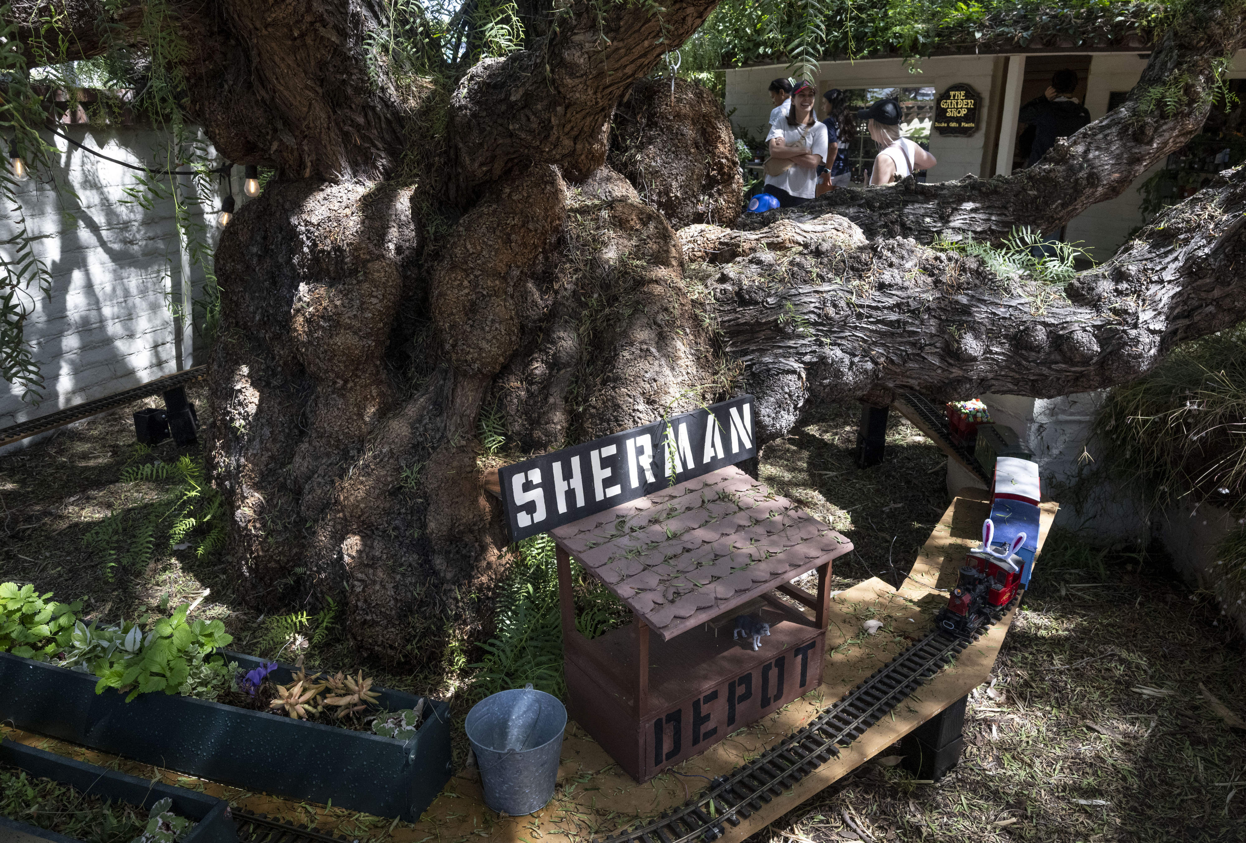 During renovation, a train circles a pepper tree in an...