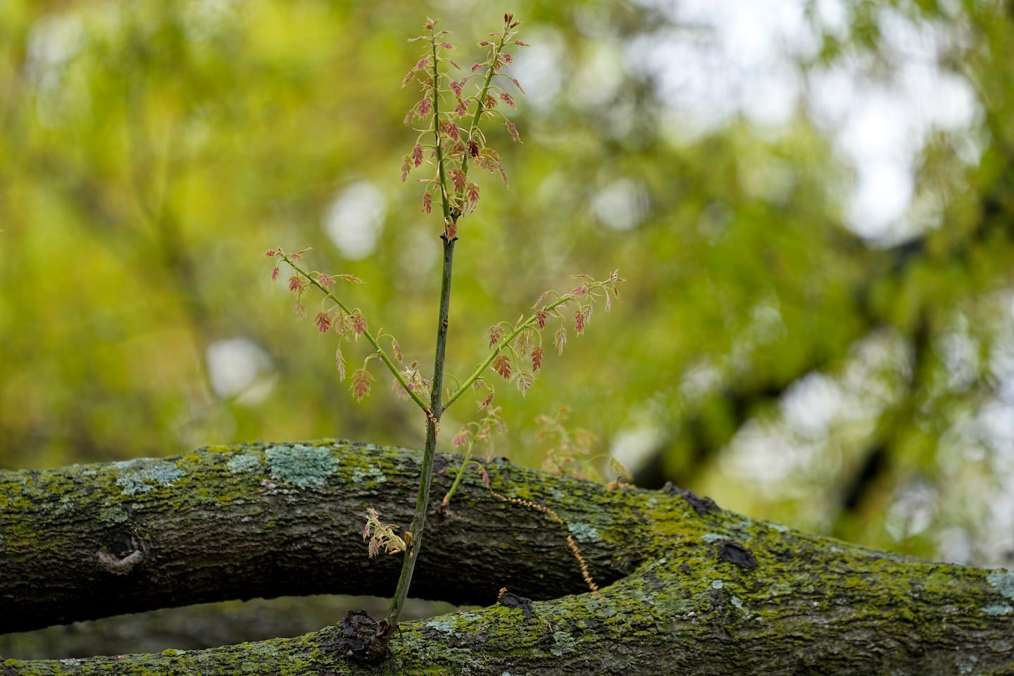 The branches of an oak tree stained with a green tint from pollen in the spring. 