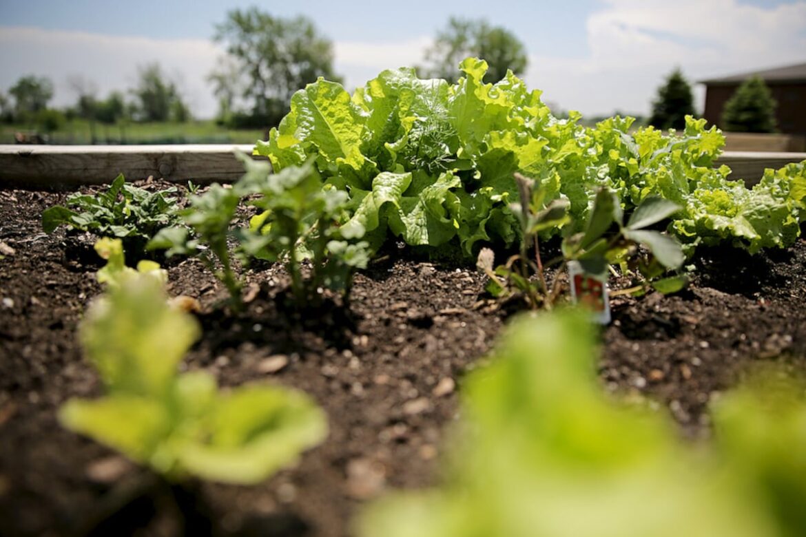 Down the Garden Path: How to prepare a vegetable garden bed – Shaw Local Down the Garden Path: How to prepare a vegetable garden bed – Shaw Local