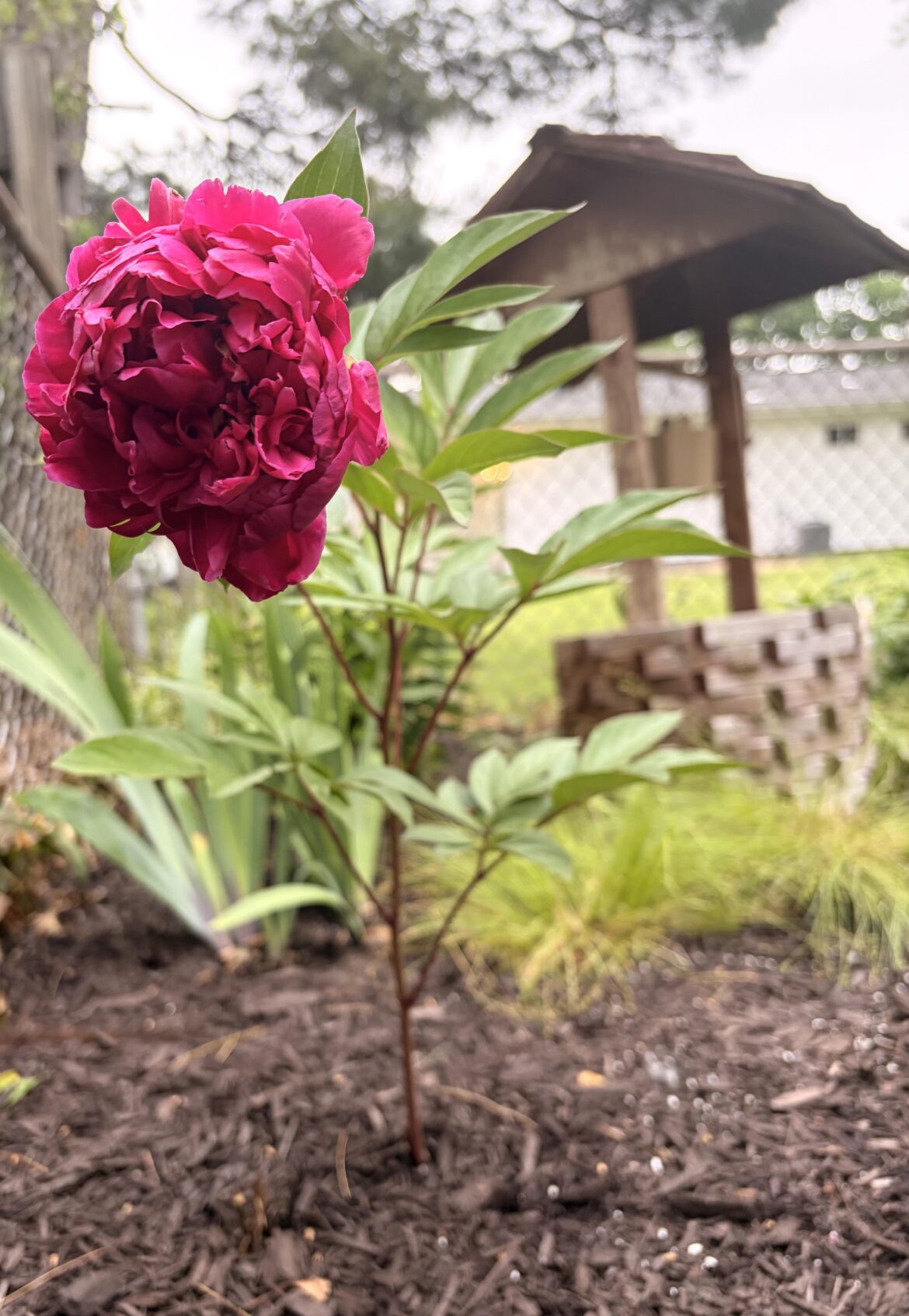 Only got one peony bloom this year… but wow, she made it count! 🥹