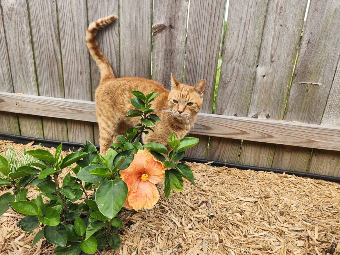 Orange Hibiscus & my orange boy!