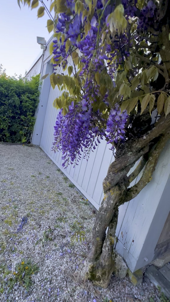 Our wisteria started blooming