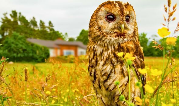 Picture of a owl in a grassy area Picture of a owl in a grassy area