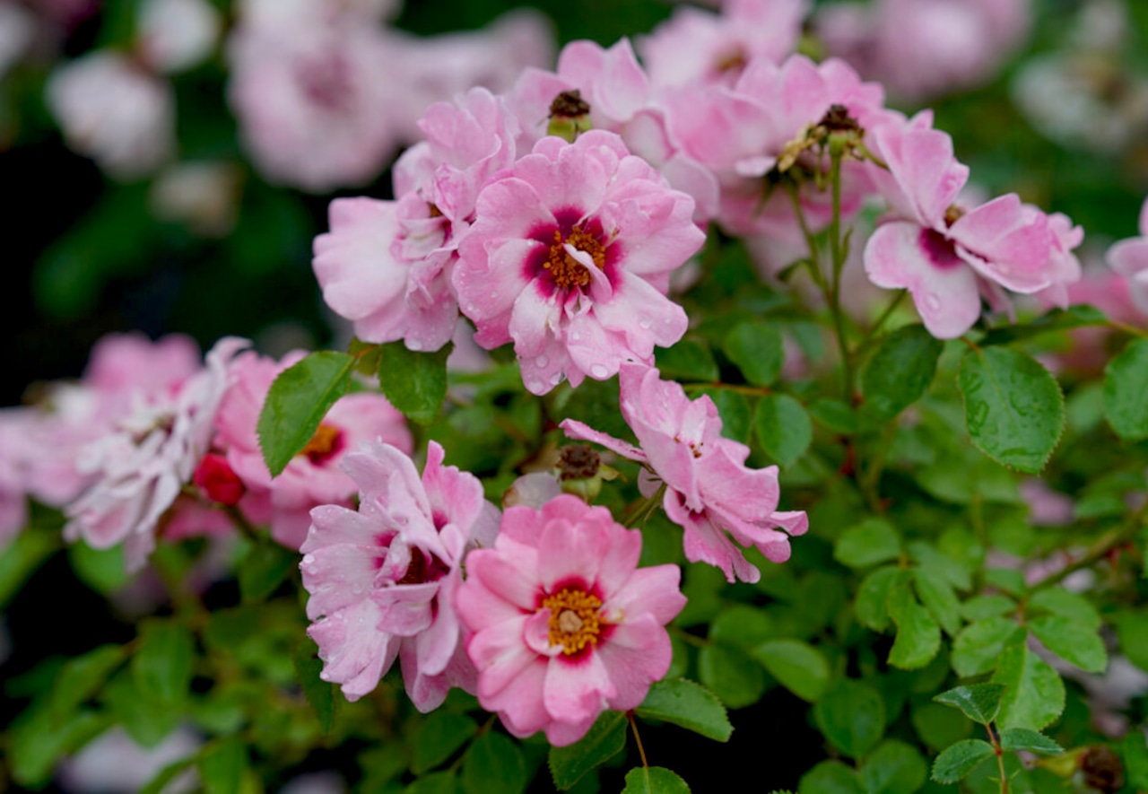 Rose Ringo Double Pink