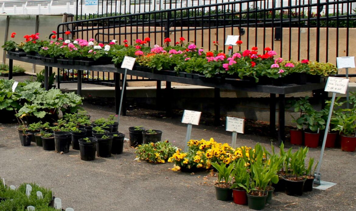 Gardneing with George Weigel: Pick up bargain plants and free advice during Master Gardener plant sales Plant sales on tap