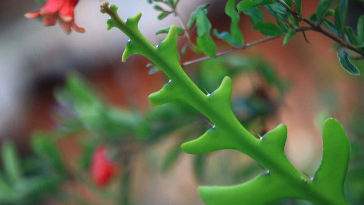 How to Care for a Fishbone Cactus: 5 Expert Steps Fishbone cactus foliage with a pink flower