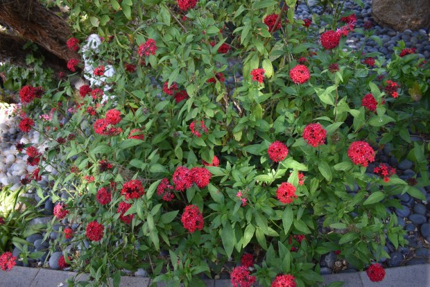 Pentas, a tropical plant with small red flowers, is among the numerous plants that add color to the Garnier garden in Poway. (Elizabeth Marie Himchak)