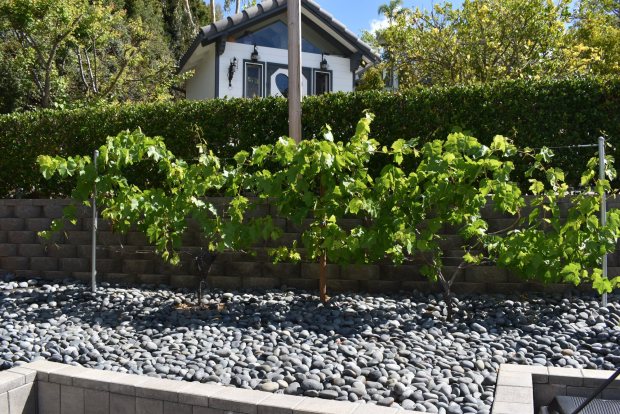 Grape vines that are thriving after being relocated to another location within the Garnier garden. (Elizabeth Marie Himchak)