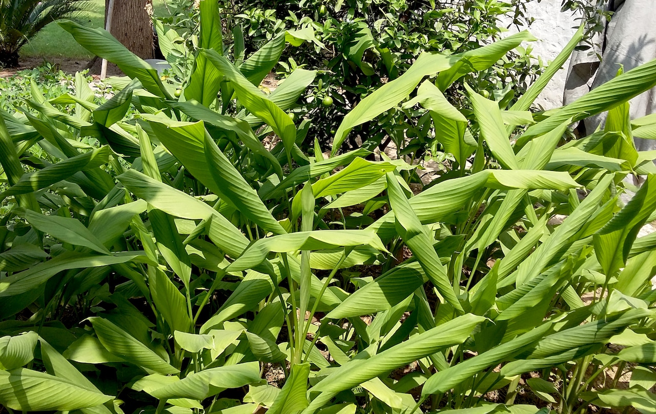 Turmeric