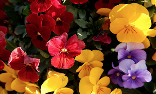 Orcas Garden Club president’s message – theOrcasonian.com Orcas Garden Club president’s message – theOrcasonian.com