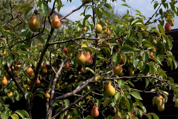 Pears growing on tree in garden Pears growing on tree in garden