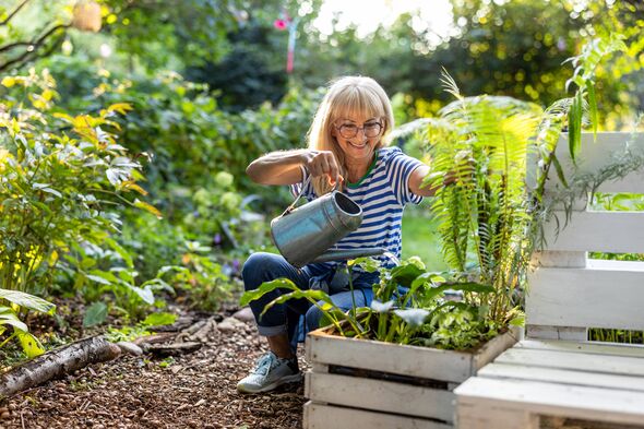 Mature woman watering plants in her garden on a sunny summer day Mature woman watering plants in her garden on a sunny summer day