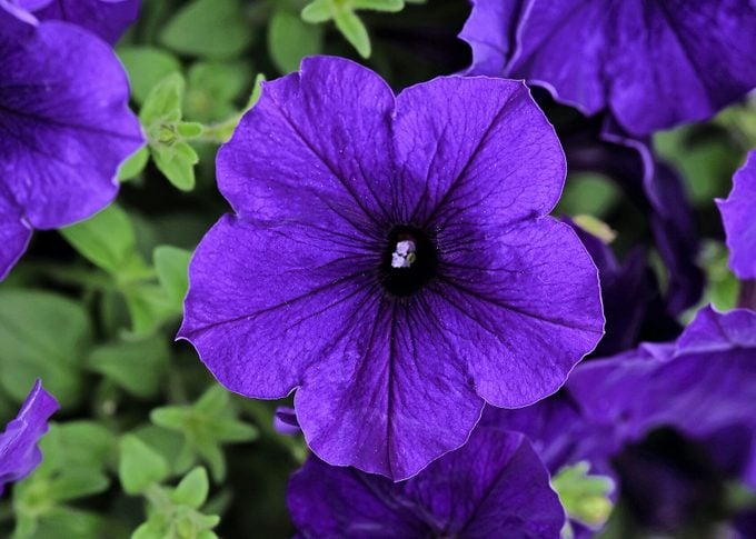 Petunia E3 Easy Wave Blue Bloom 28600