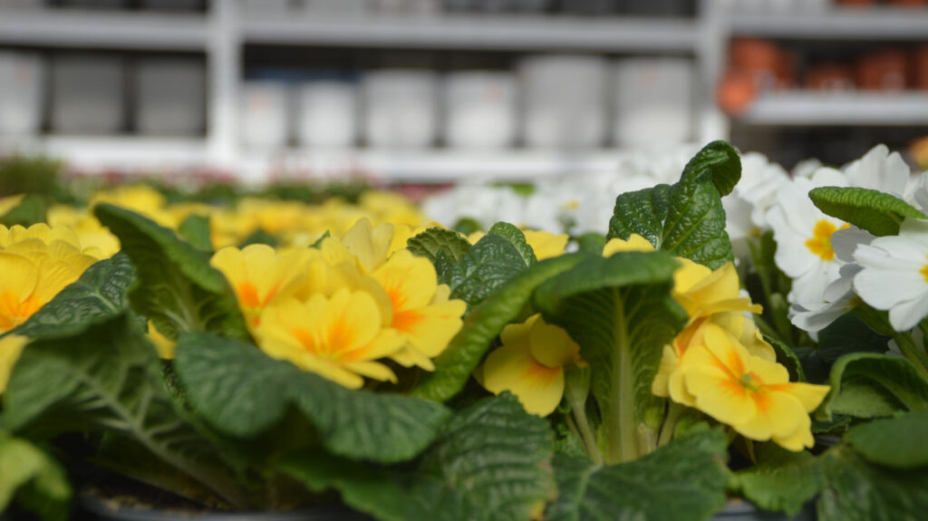 German garden and pet retailers sti… German garden and pet retailers sti...
