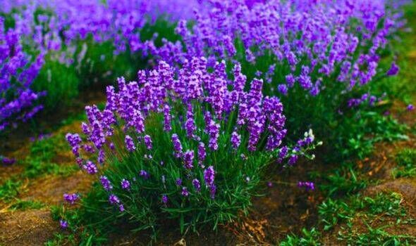 Picture of lavender plants in a garden Picture of lavender plants in a garden
