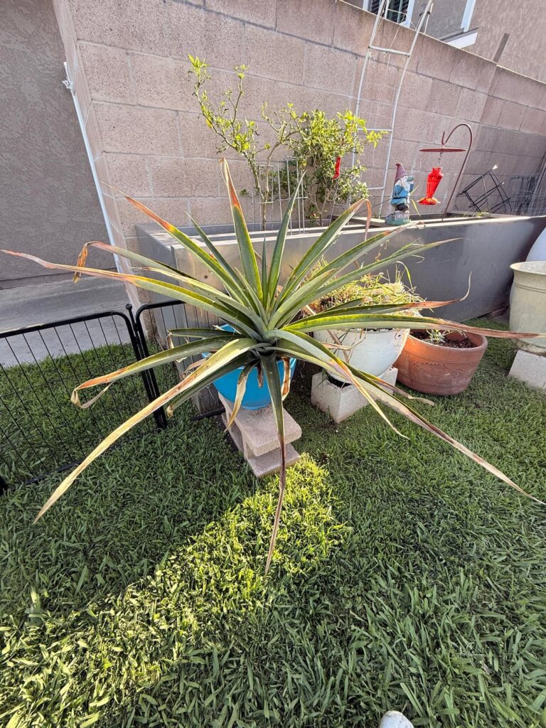 Pineapple finally growing from a store bought cut top. Pineapple finally growing from a store bought cut top.