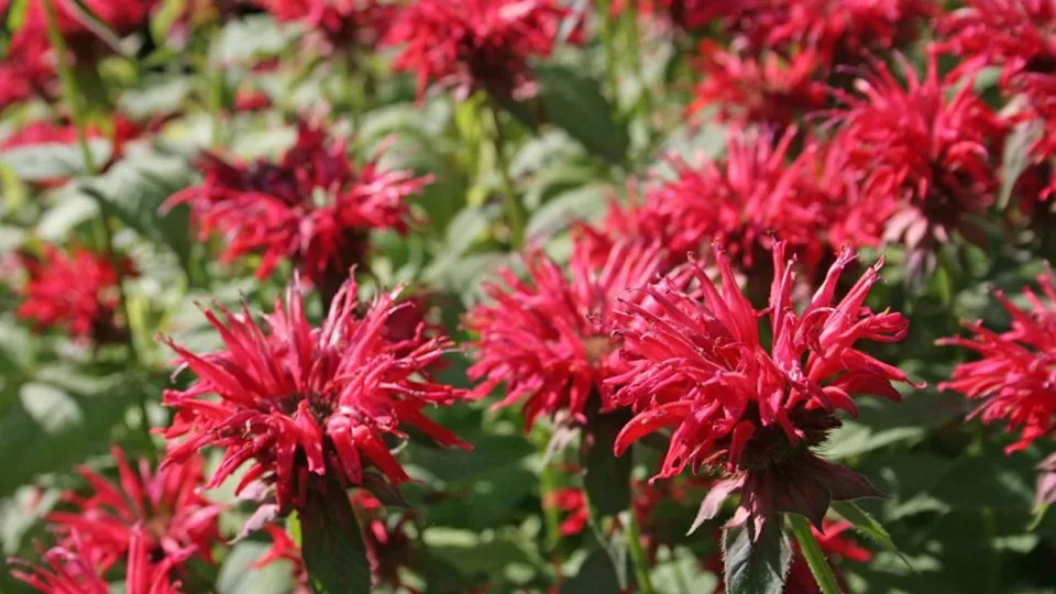 Pink Bee Balm
