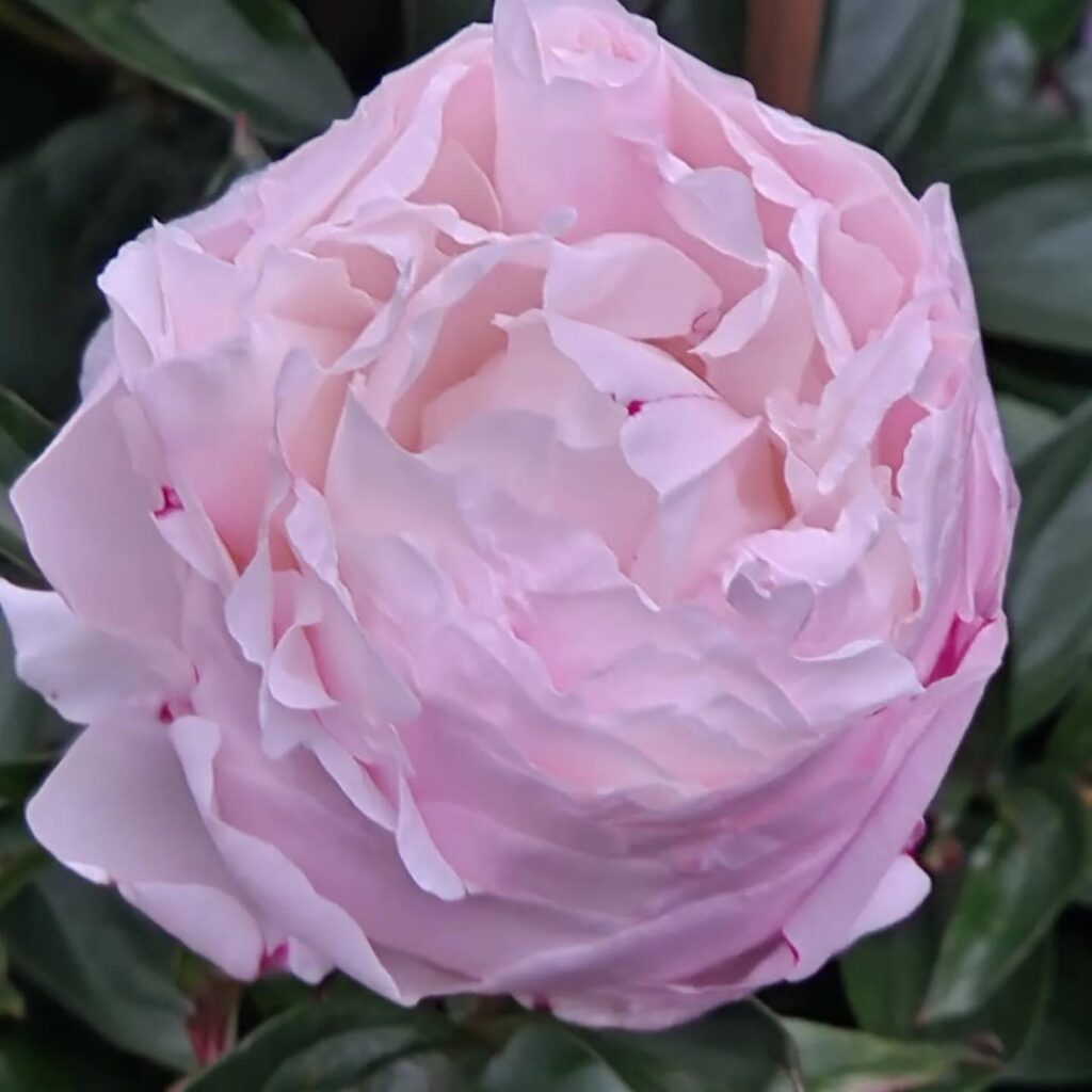 Pink & White Peonies