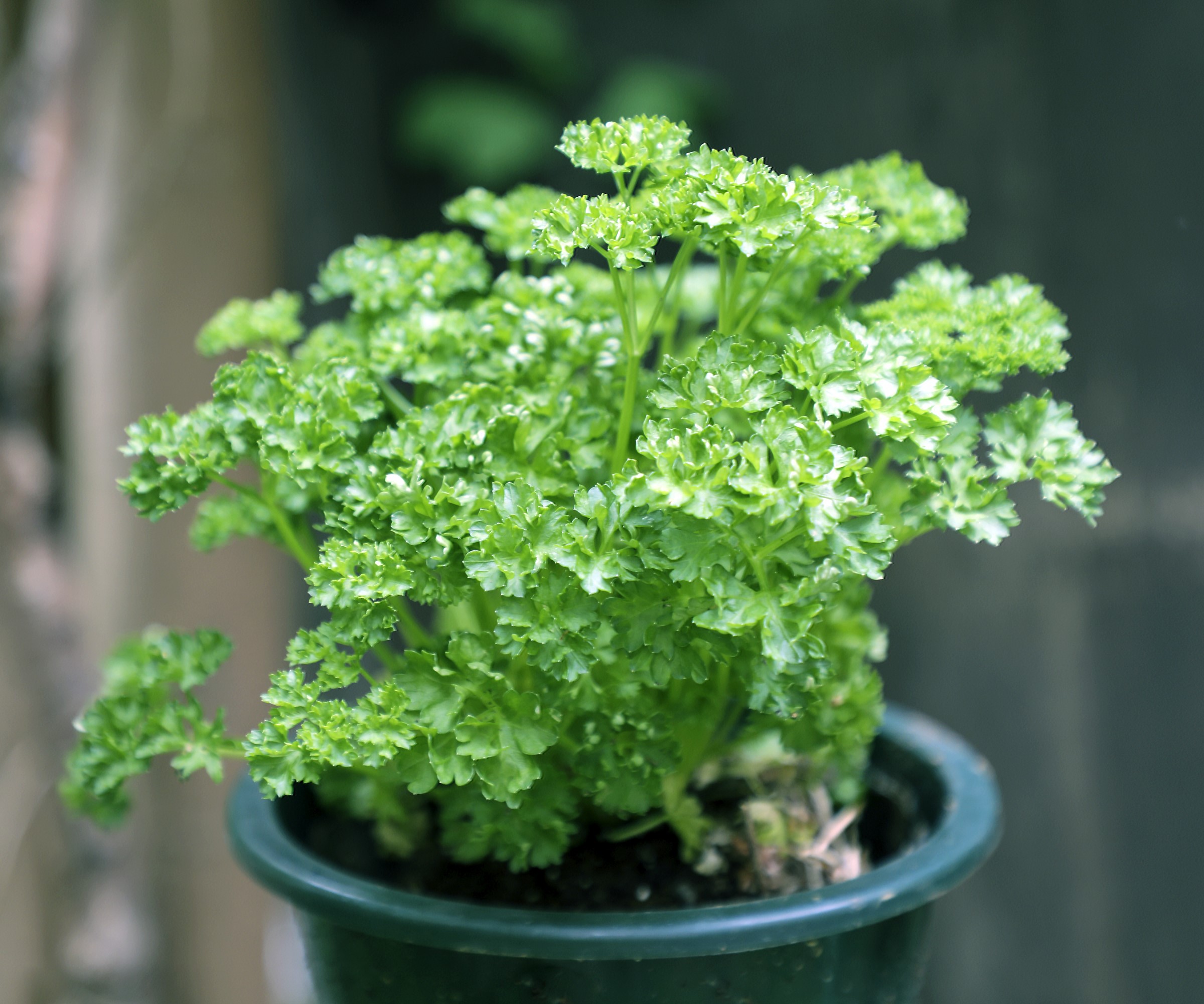 Parsley growing in a pot