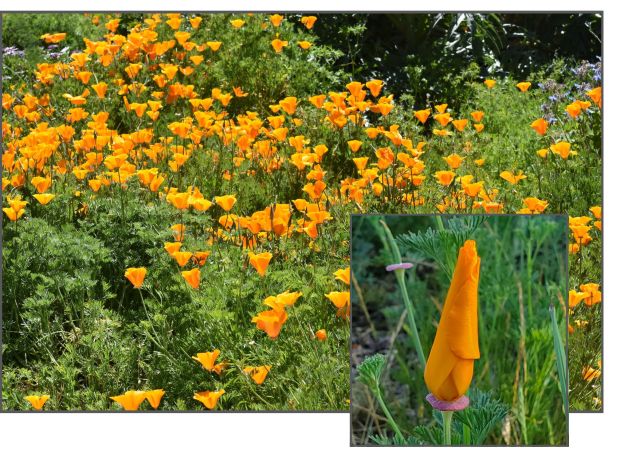 April Lynch, Sonoma County Master Gardeners