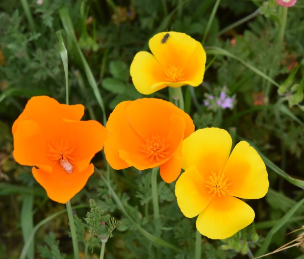  Sonoma County Master Gardener April Lynch.
