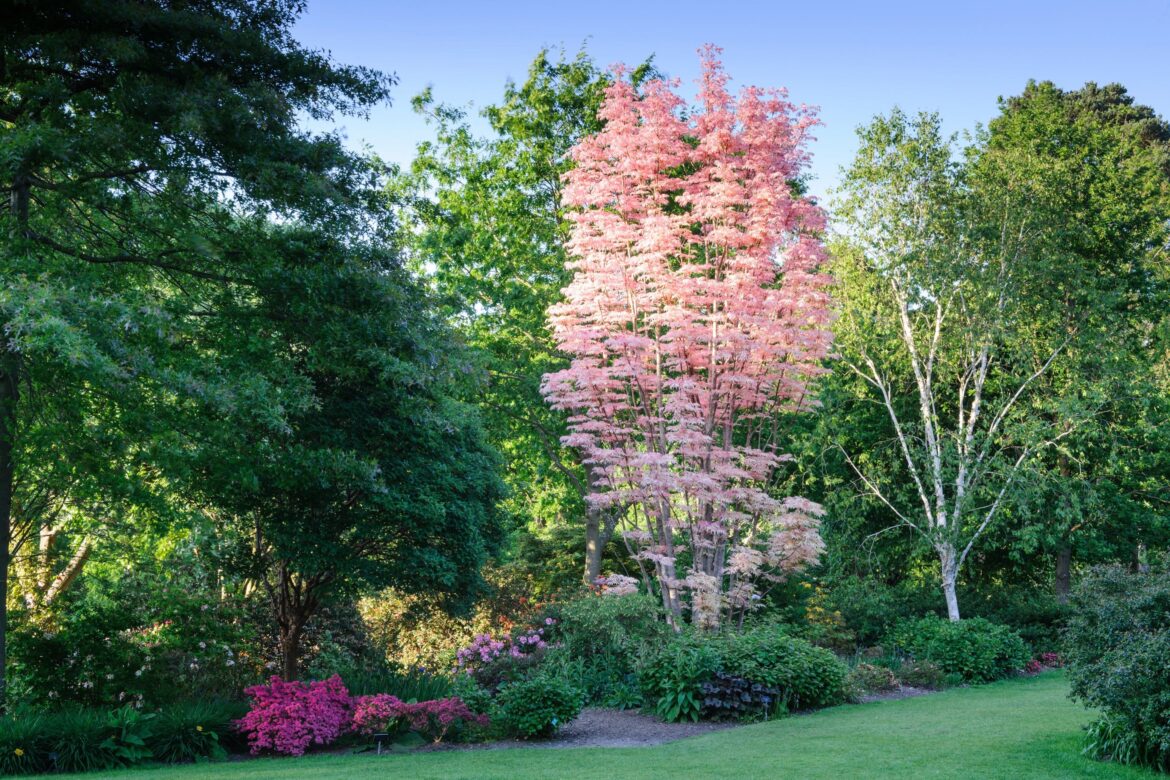 RHS spotlights rare plants for National Gardening Week 2026 RHS spotlights rare plants for National Gardening Week 2026