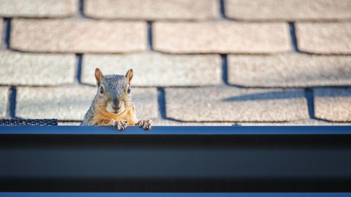 Squirrels wreaking havoc in your garden? 9 products to keep them (mostly) out this spring A squirrel poking its head out of a gutter