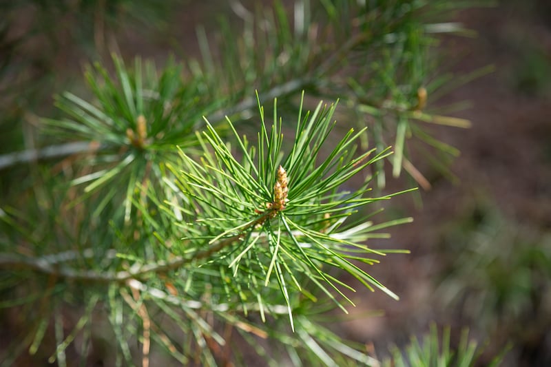 Pinus radiata, the Monterey pine, is ideal for shelterbelts. Photograph: Getty Images