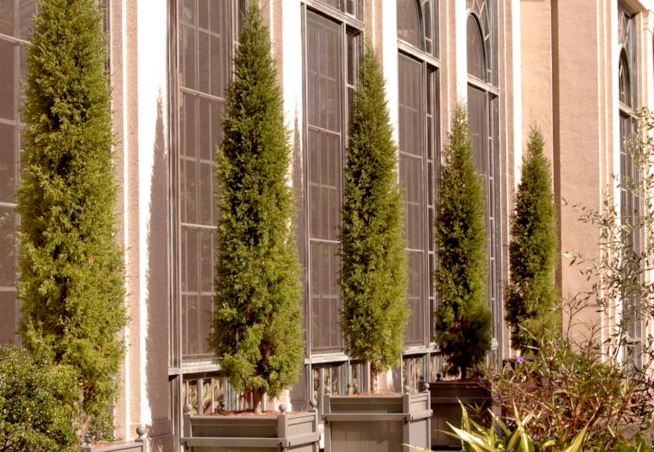 Eastern red cedar 'Taylor'