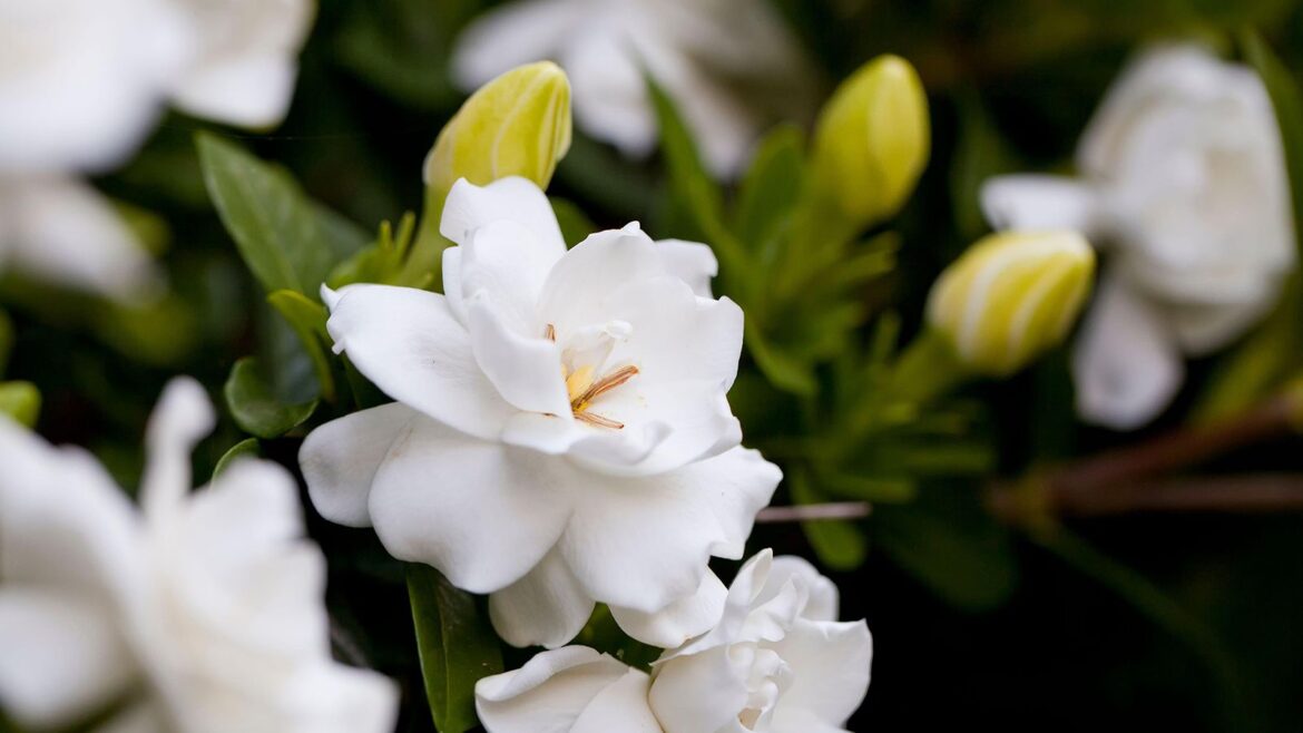 The One Thing Your Gardenias Need in April Fragrant white flowers of the gardenia, aka cape jasmine