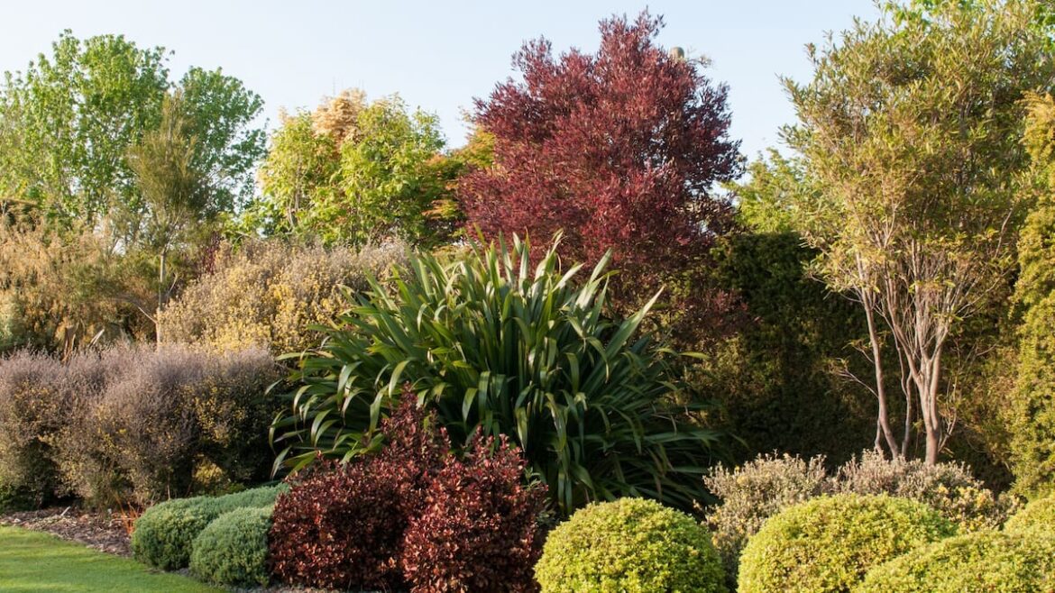 Kem Ormond: Why New Zealand natives deserve more space in our gardens Kem Ormond: Why New Zealand natives deserve more space in our gardens