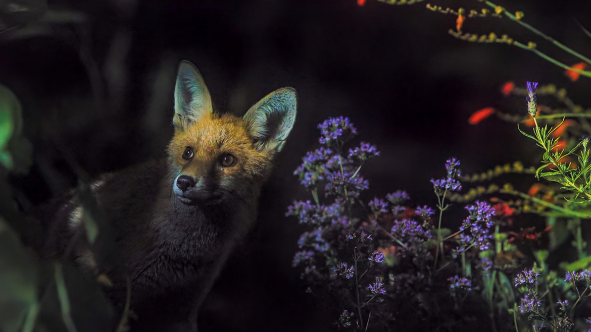 How to watch ‘Secret Garden’ online – stream Sir David Attenborough nature series from anywhere How to watch 'Secret Garden' online – stream Sir David Attenborough nature series from anywhere