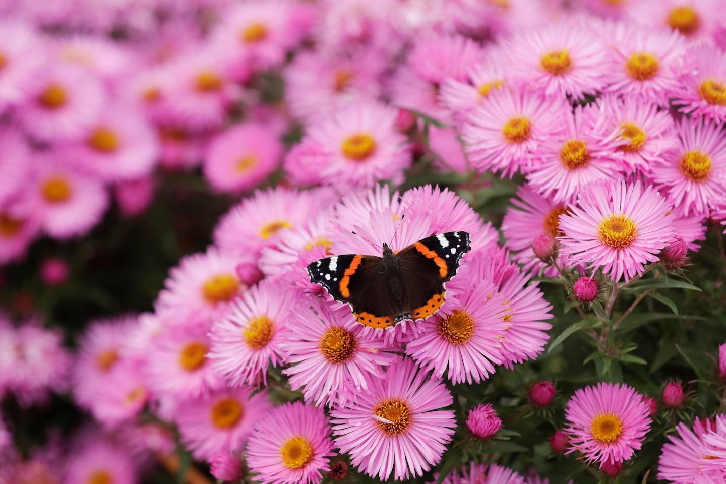 A red admiral butterfly stops on a New England aster flower.