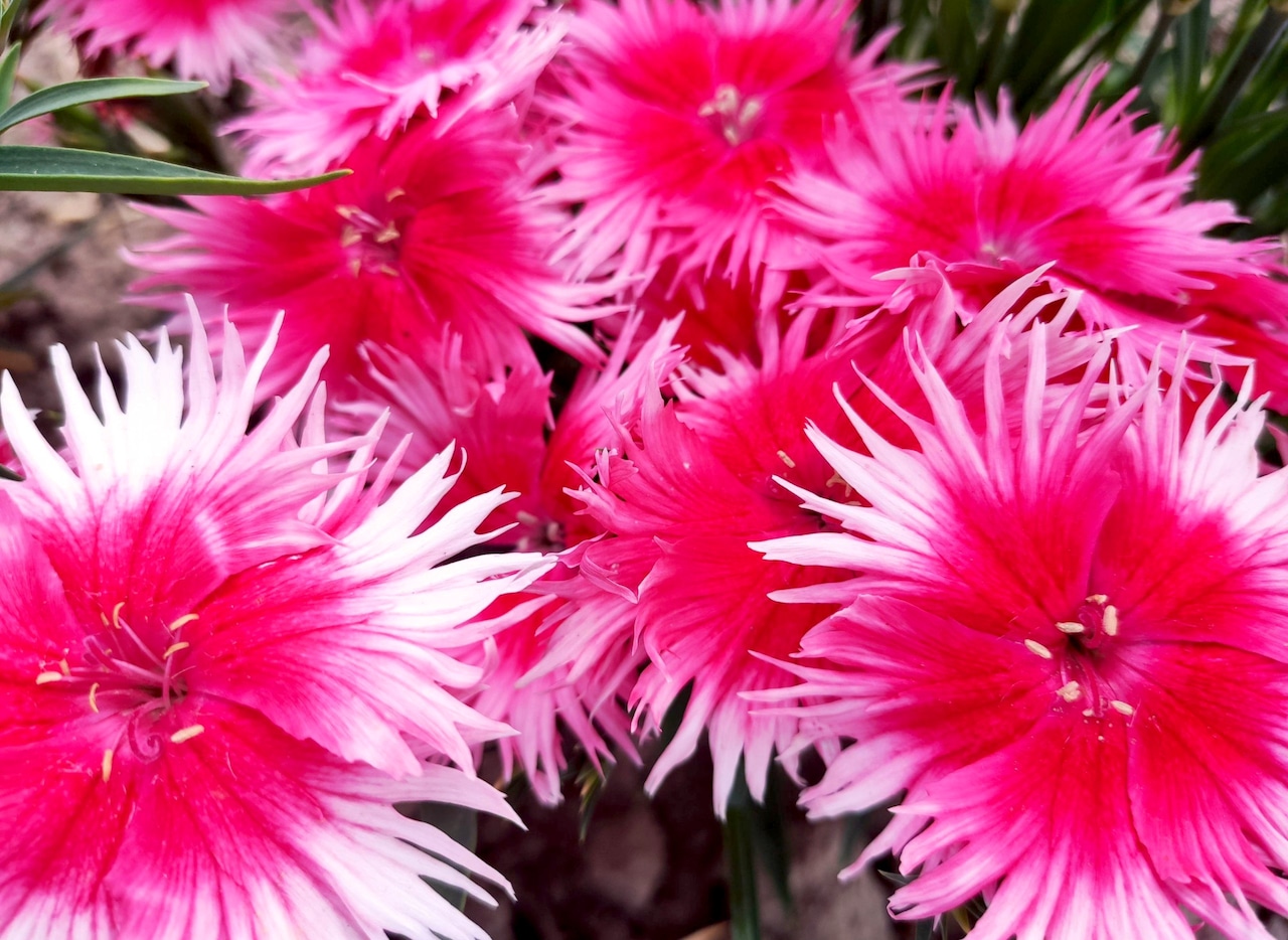 Dianthus Supra Cherry Picotee