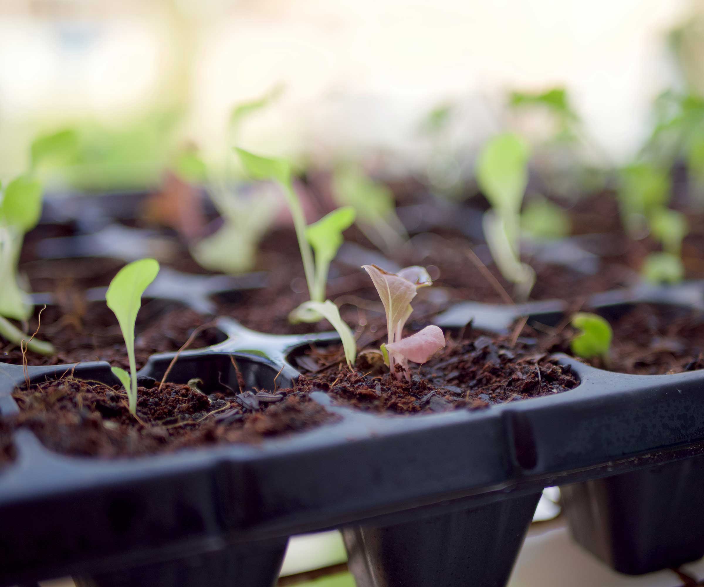 seedlings growing in tray