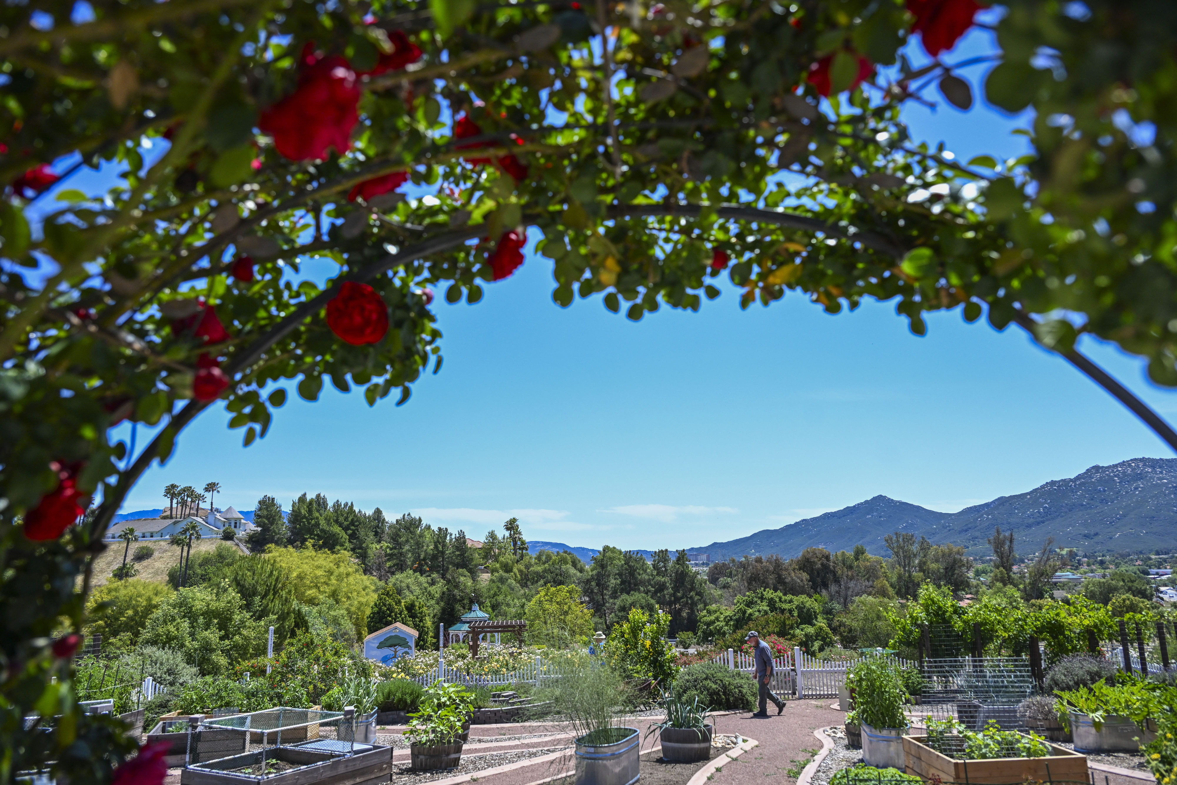 A rose archway frames the edible plant section of the...