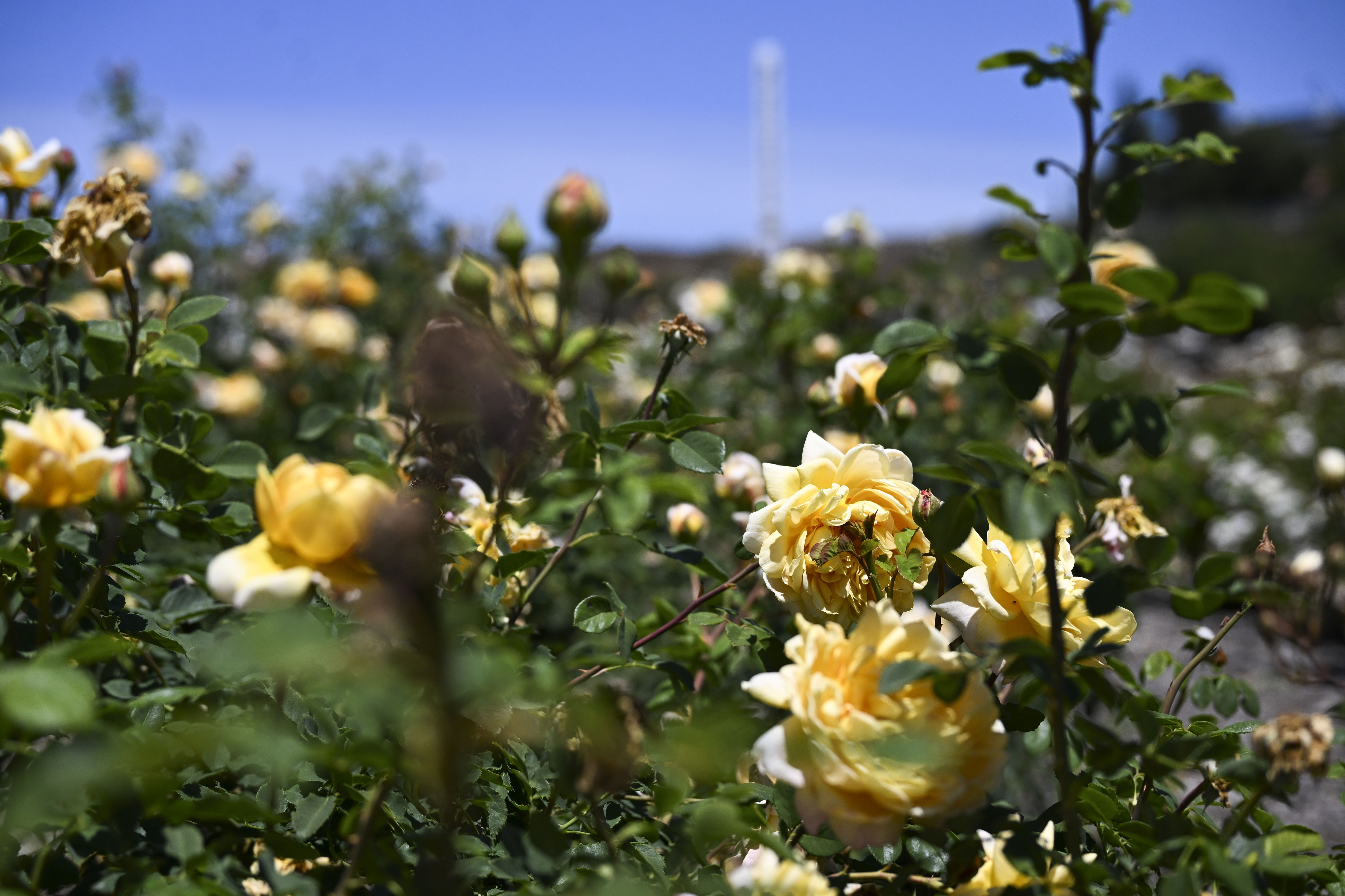The Rose Haven Heritage Garden in Temecula is blooming Tuesday,...