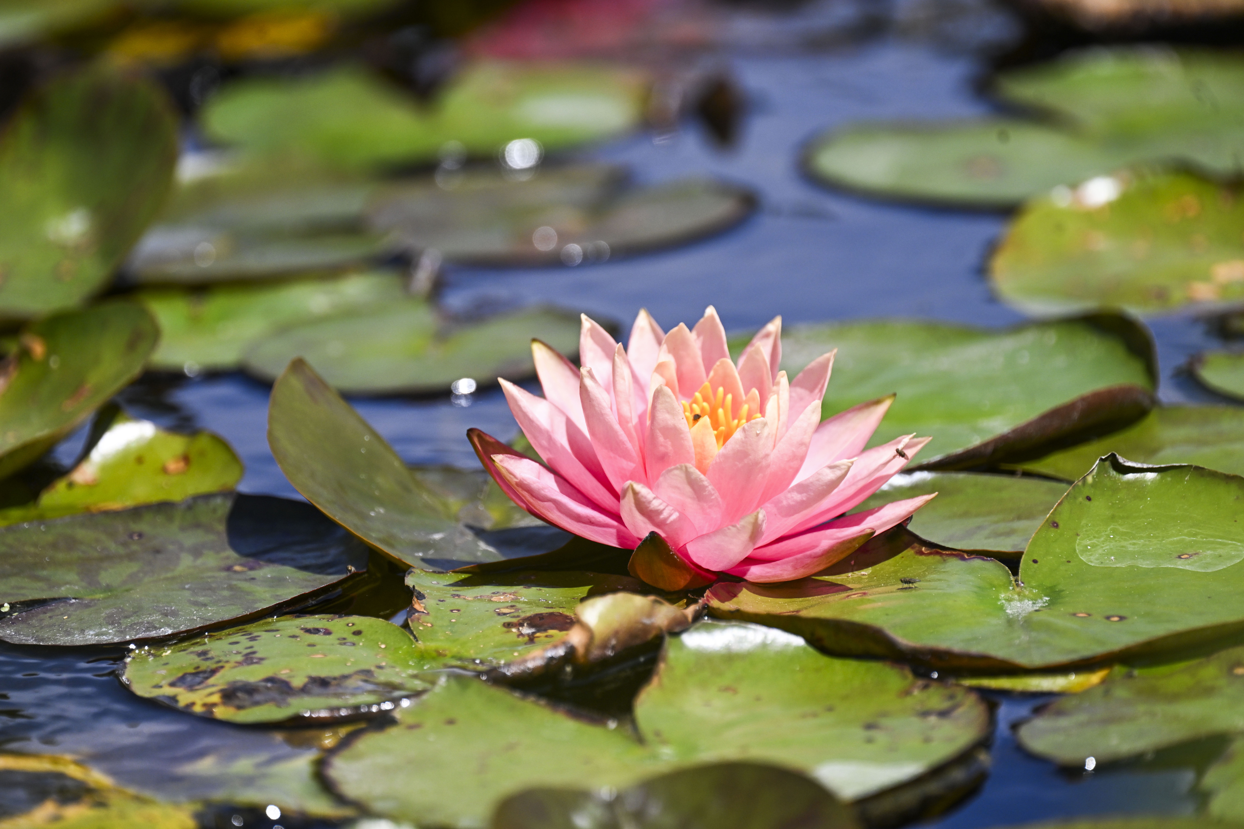 A lotus blooms Tuesday, April 28, 2026, on the pond...