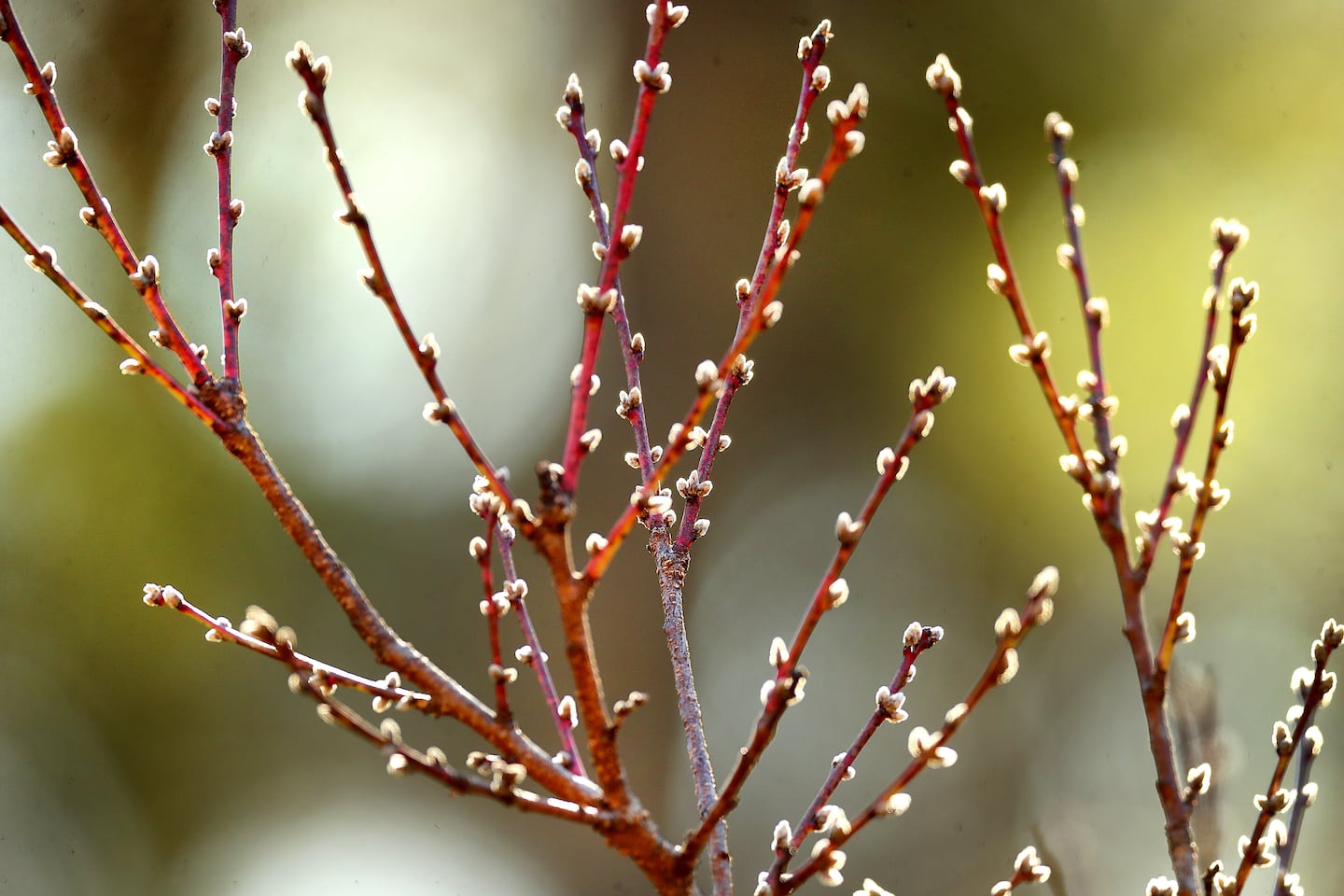 Buds are abundant on a nectarine tree in a Pembroke front yard.