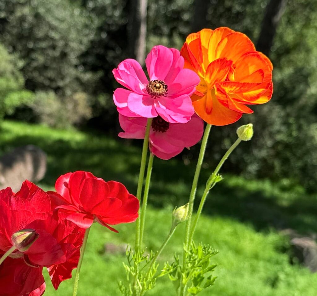 Ranunculus 🥰🥰🥰
