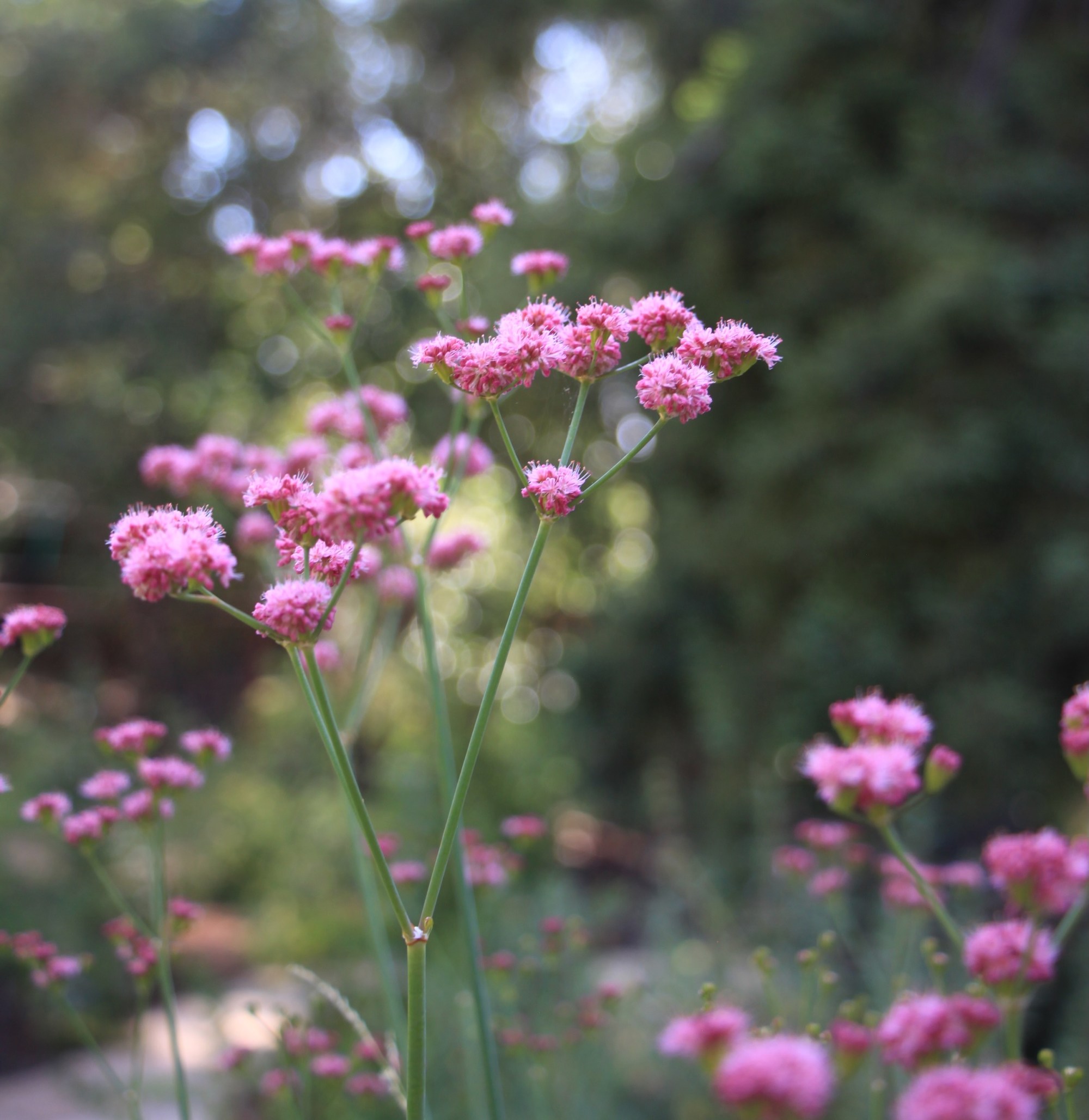 pink flower