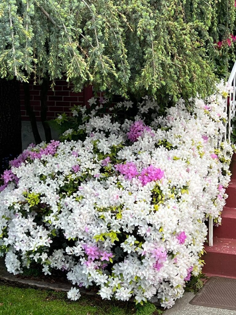 Rhododendron ‘Quakeress’