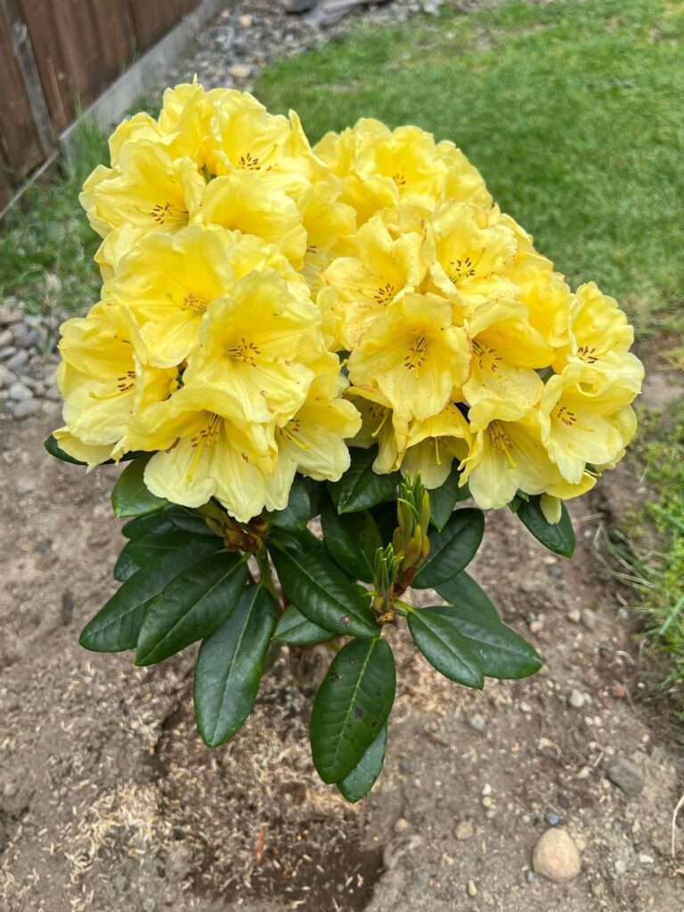 Rhododendron ‘Top Banana’ Rhododendron ‘Top Banana’