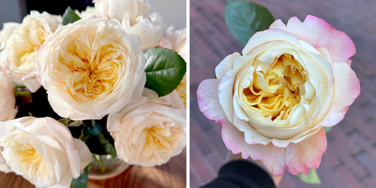 Rose Fatima Gardens