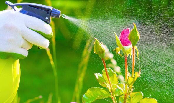 Roses will stay healthy and disease-free if sprayed with an everyday household item in spring Roses will stay healthy and disease-free if sprayed with an everyday household item in spring
